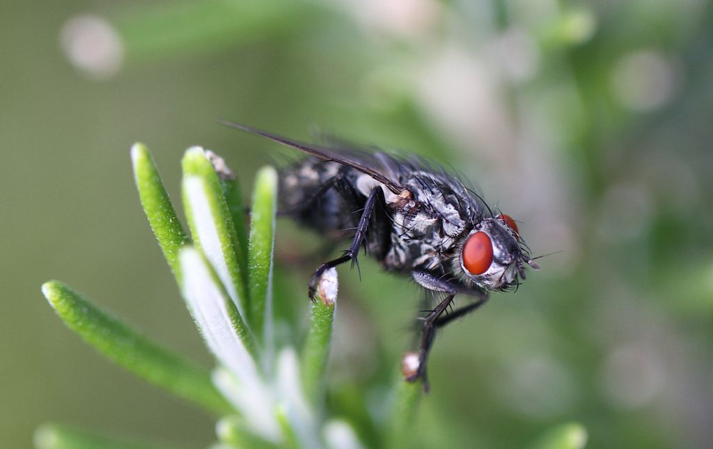 Sarcophaga sp., femmina